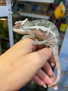 Пантеровий хамелеон🦎