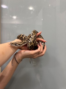 Тигровий пітон