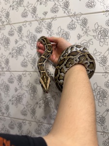 Ручний тигровий пітон
