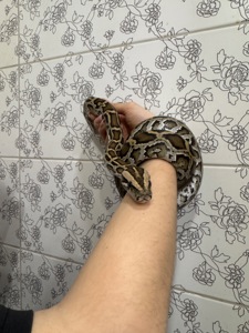 Ручний тигровий пітон