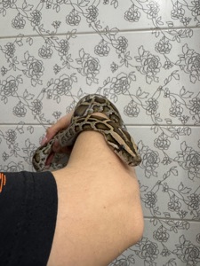 Ручний тигровий пітон