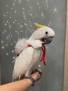 Новорічний какаду