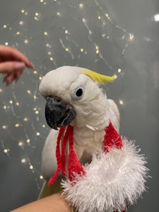 Новорічний какаду