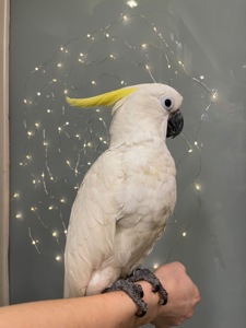 Білосніжний какаду
