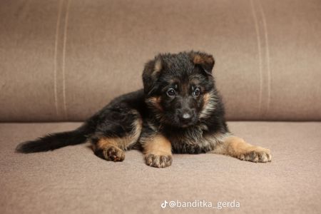 Цуценята чистокровної німецької вівчарки