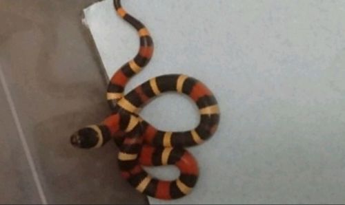 Lampropeltis campbeli apricot