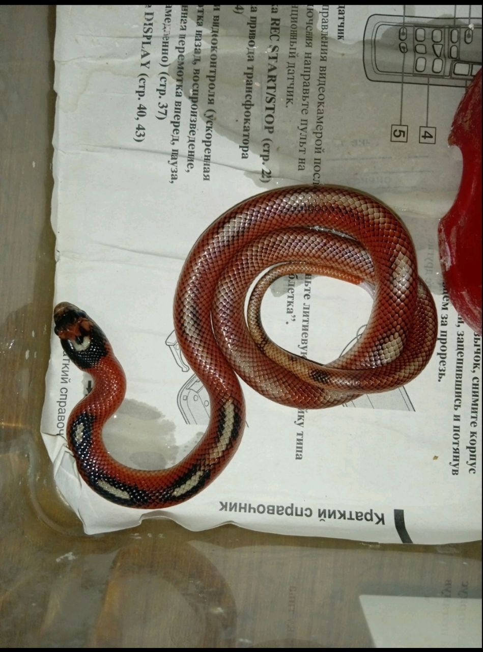 Lampropeltis sinaloe Apligeit line