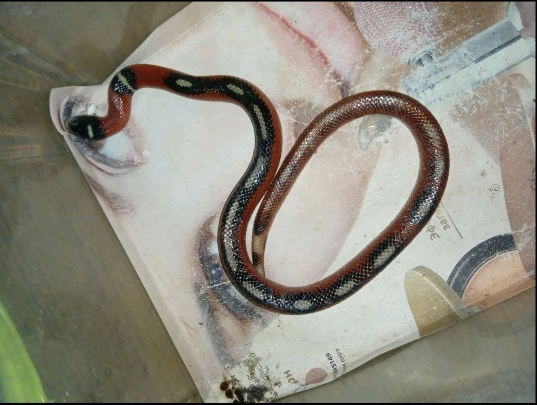 Lampropeltis sinaloe Apligeit line