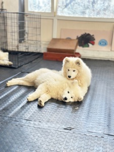 Купити Цуценя самоїда, щенок Самоеда, Samoyed puppy