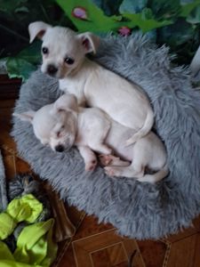 Цуценята чихуахуа