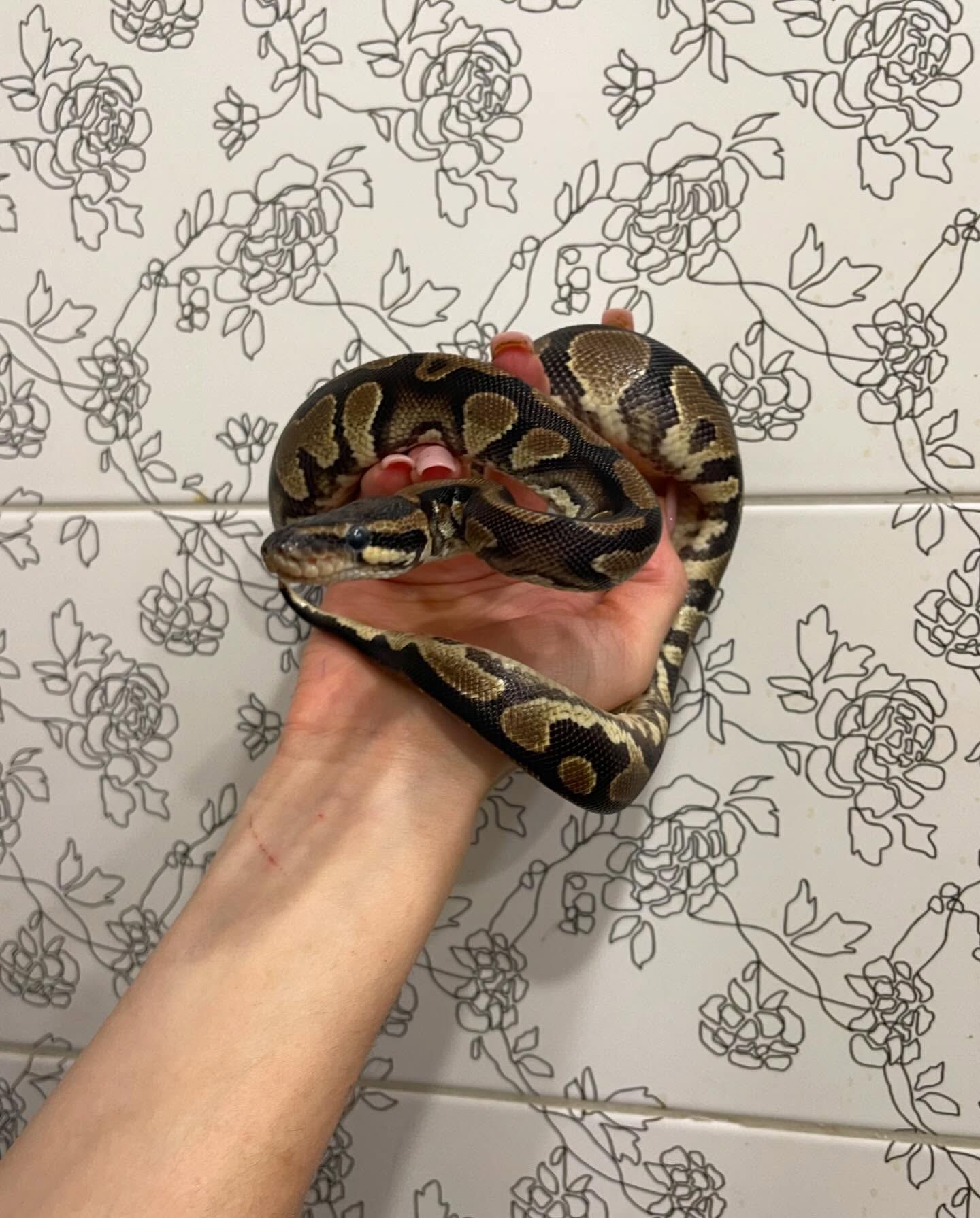 Королівський пітон регіус🐍🤎