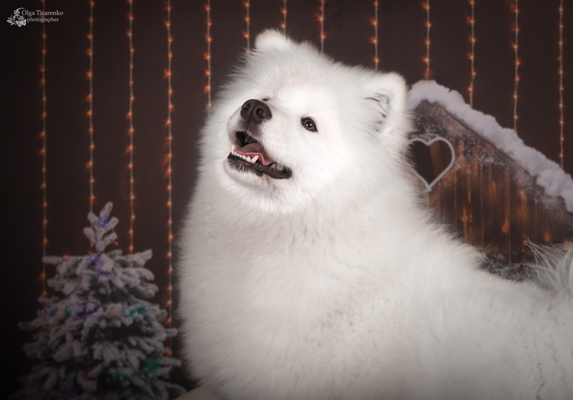 Цуценя самоїда, щенки самоеда, Samoyed puppy