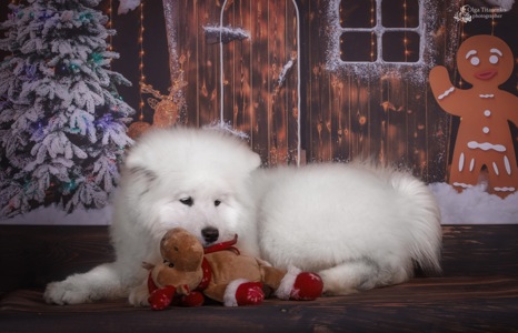 Цуценя самоїда, щенки самоеда, Samoyed puppy