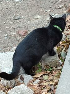 Чорненька кішка або кіт