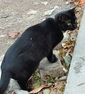 Чорненька кішка або кіт