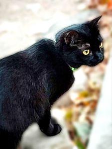 Чорненька кішка або кіт