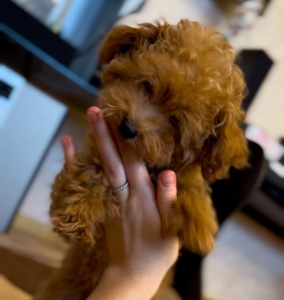 Boy toy poodle