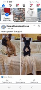 Цуценята підрощені французький бульдог