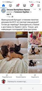 Цуценята підрощені французький бульдог