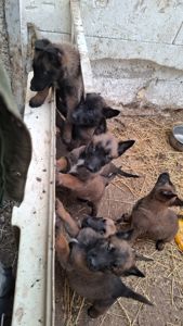 Цуценята Бельгійської вівчарки малінуа