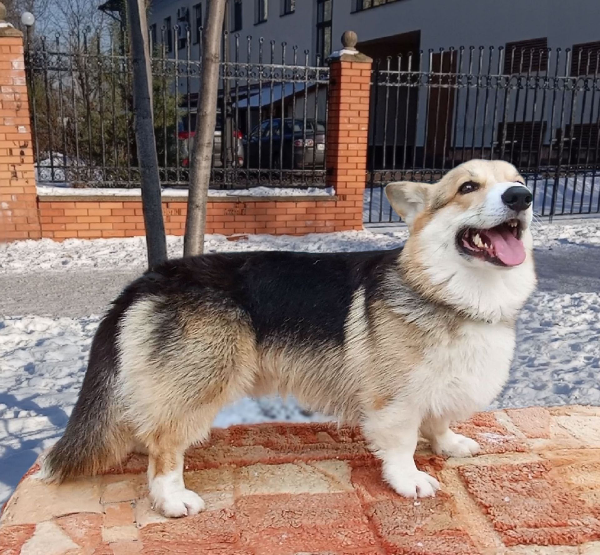 Вельш коргі пемброк. Підрощені хлопчики