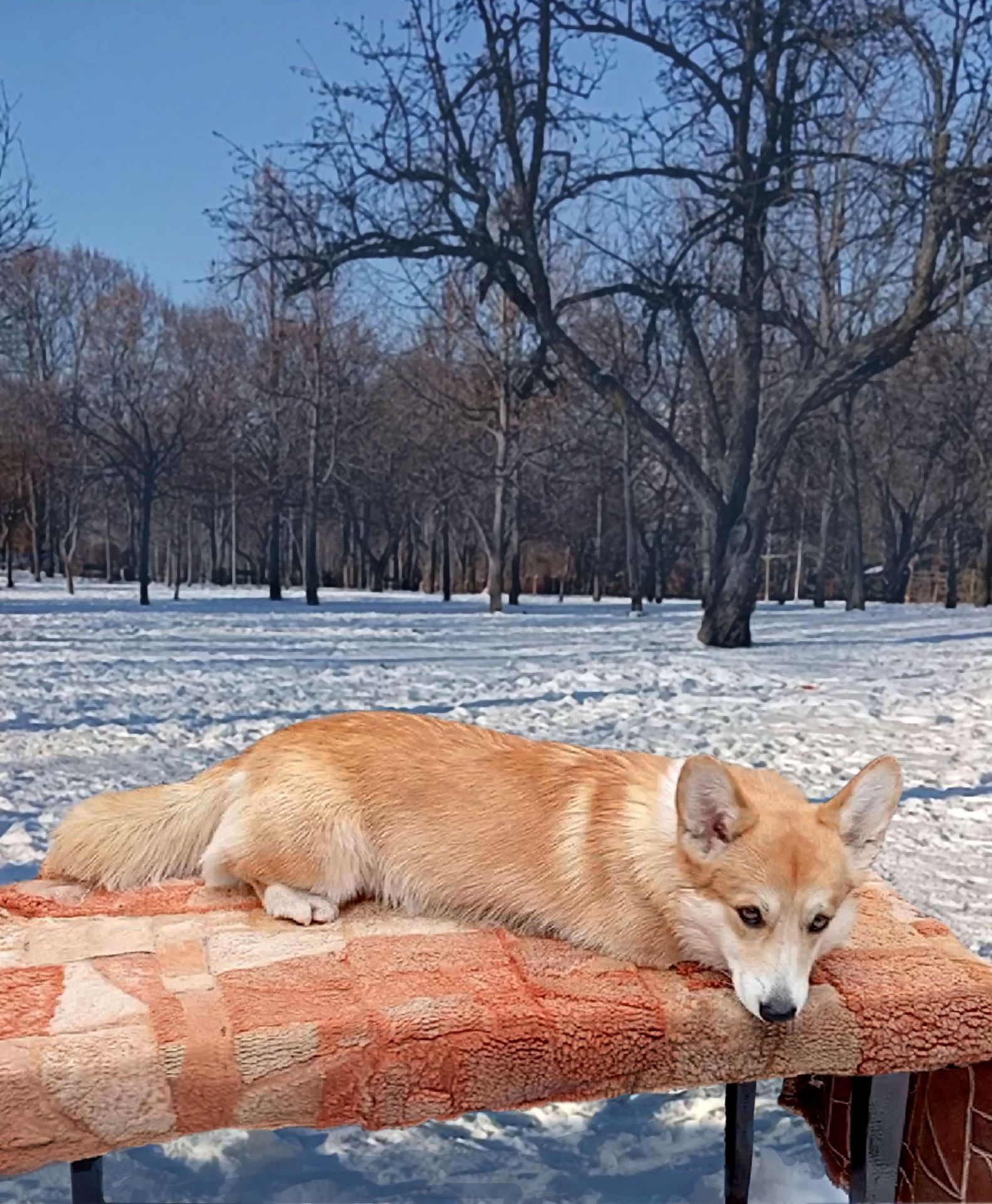 Вельш коргі пемброк. Підрощені хлопчики