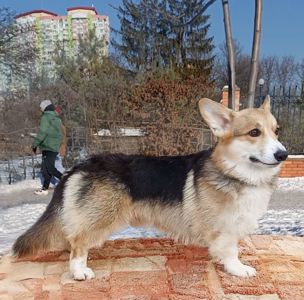 Вельш коргі пемброк. Підрощені хлопчики