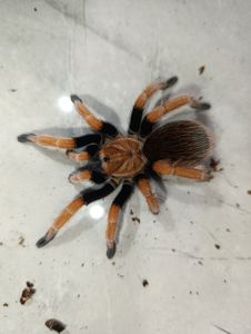 Павук птахоїд Aphonopelma bicoloratum