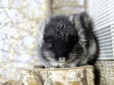 ШИНШИЛЛЯТА ОДЕССА