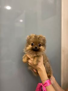 Чистокровні цуценята Померанського шпіца