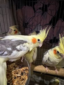 Співаючий корела