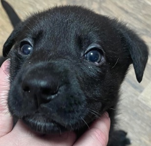 Цуценя Німецької вівчарки дизайнерське