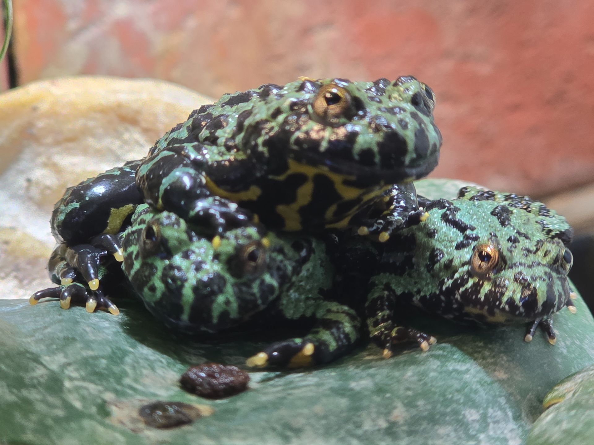 BOMBINA ORIENTALIS