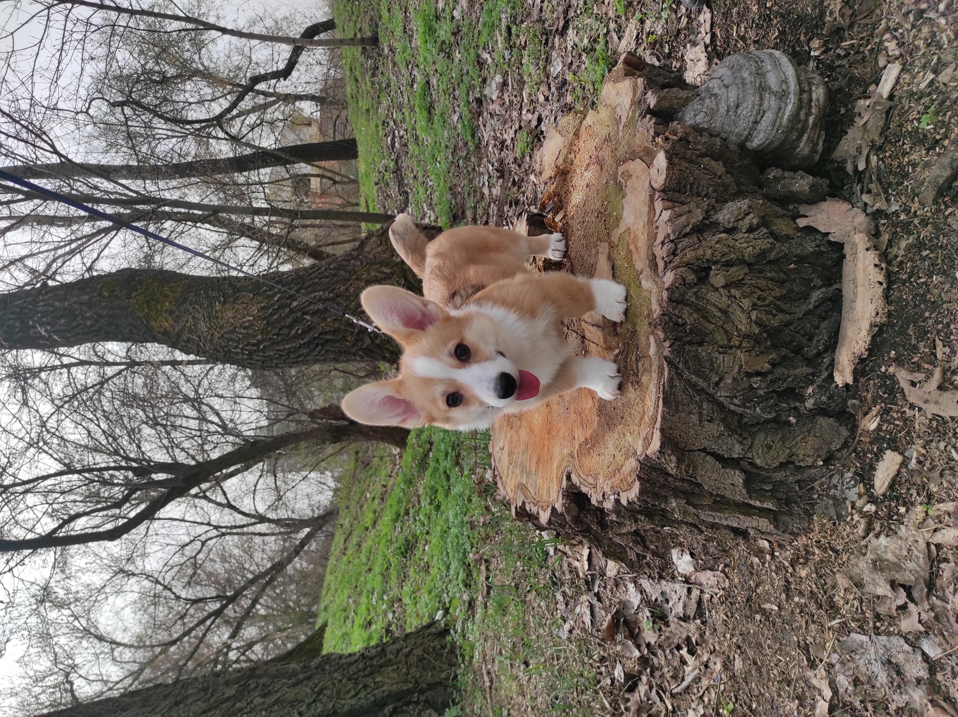 Цуценята коргі