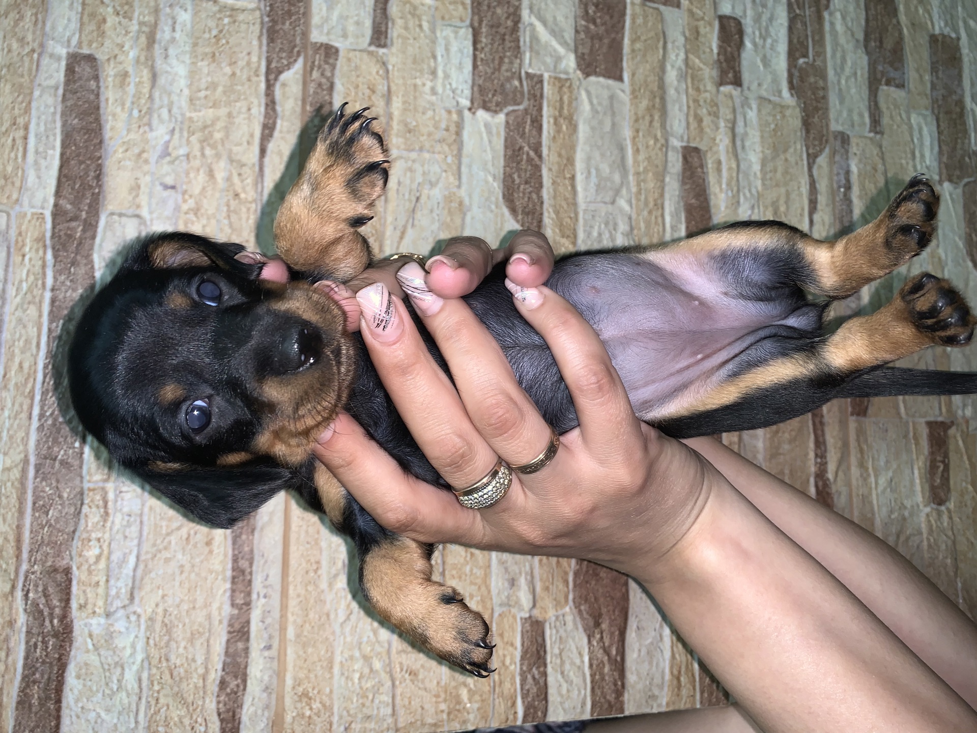 Щенки Такса