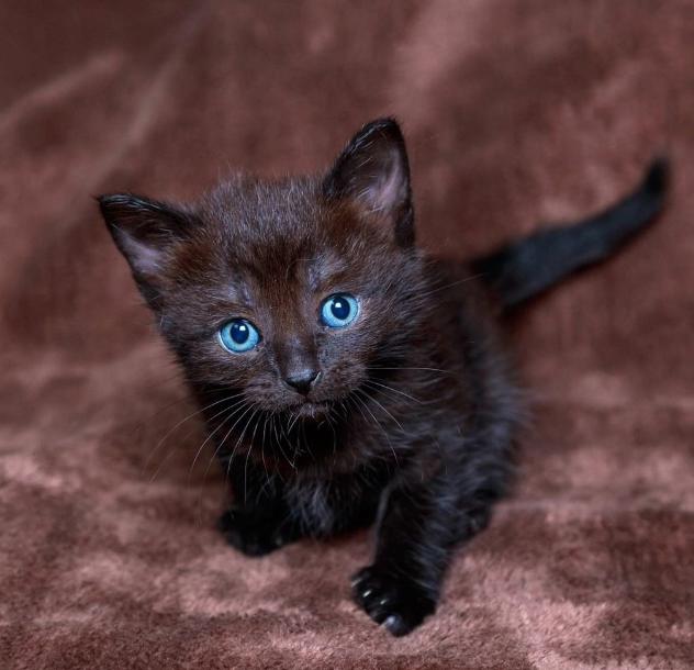 Черный котенок--лучший оберег.