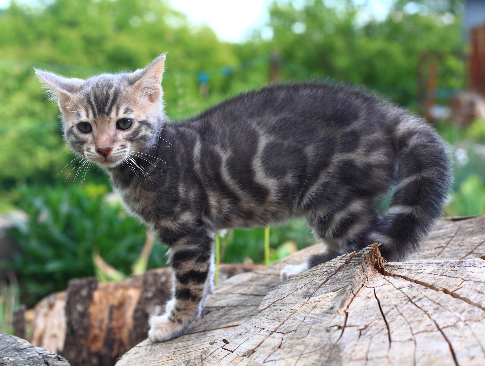 Бенгальский котенок