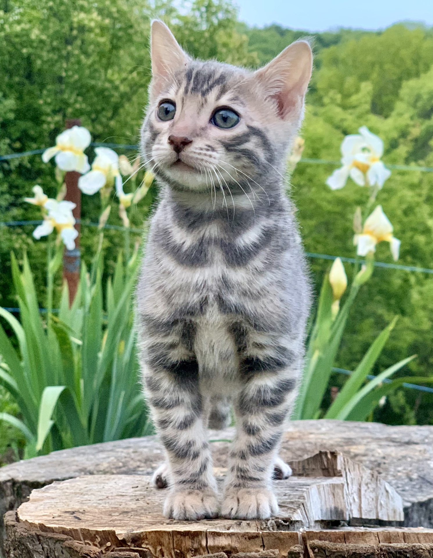 Бенгальский котенок