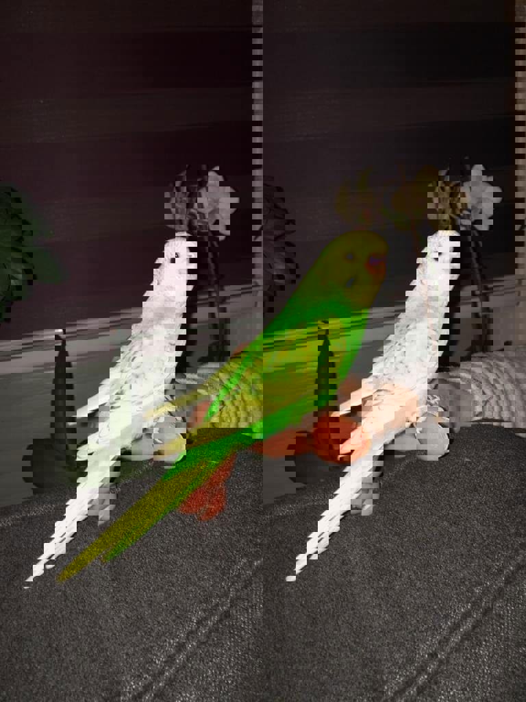 Волнистый попугай птенцы