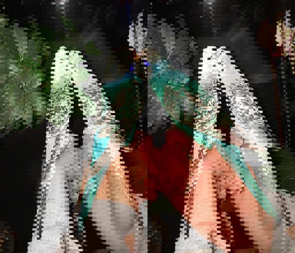 Волнистый попугай птенцы