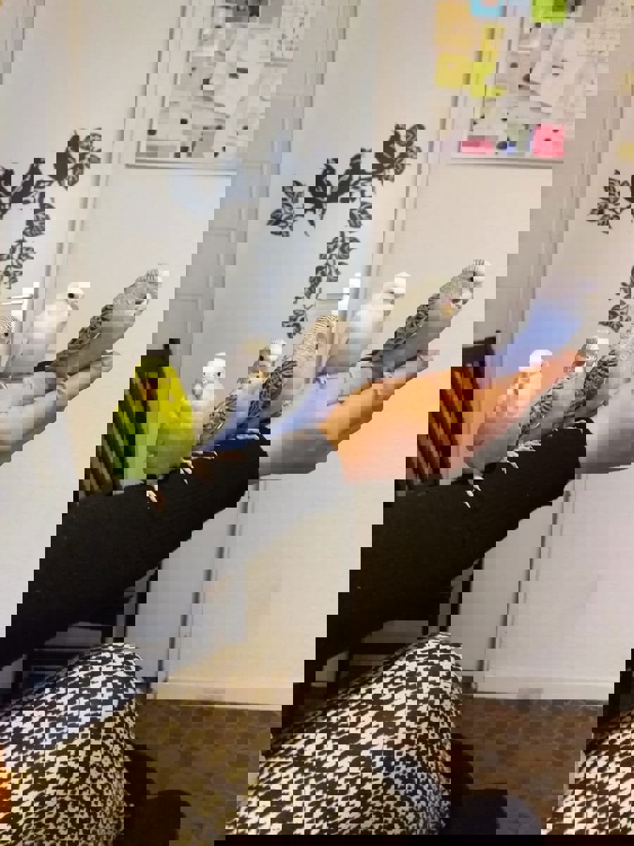 Волнистый попугай птенцы