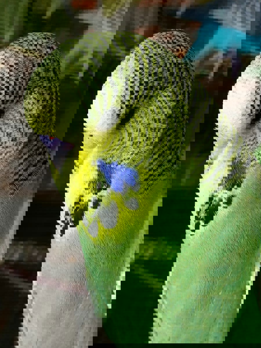 Волнистый попугай птенцы