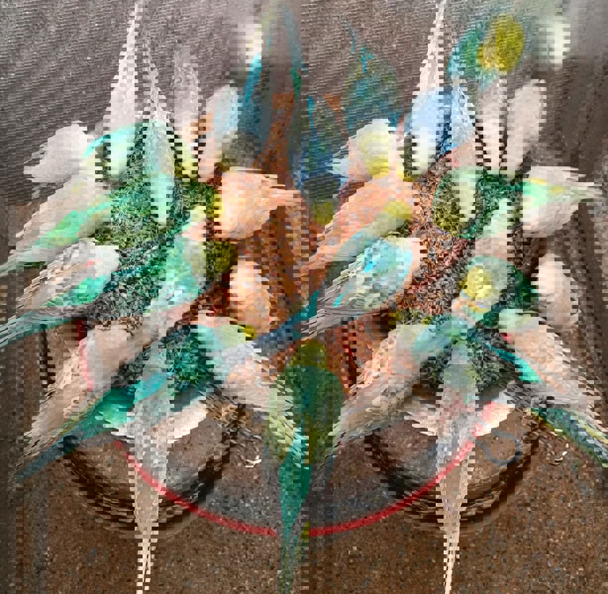 Волнистый попугай птенцы