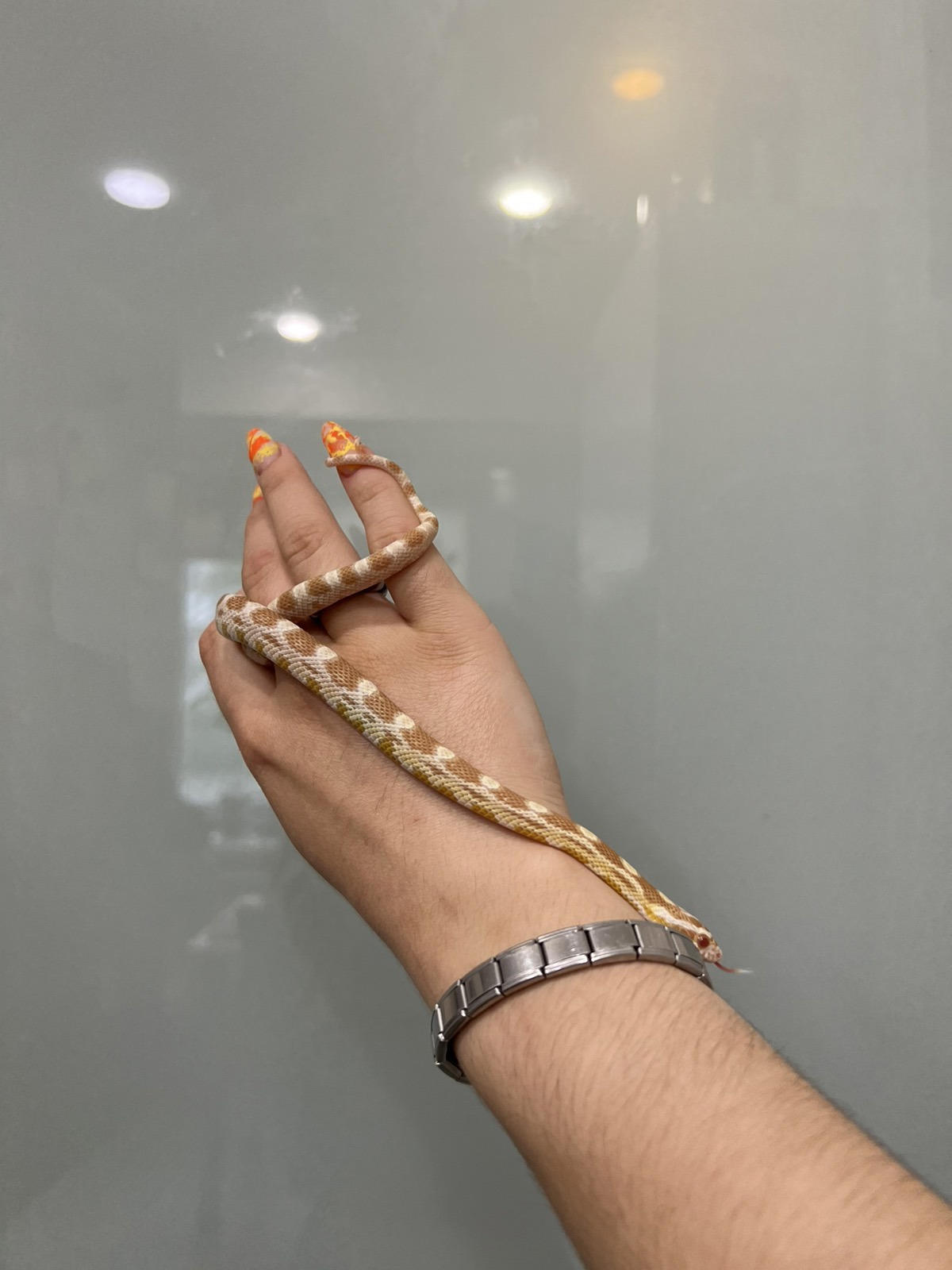 Змійка маїсовий полоз морфи Баттер біля 50 см