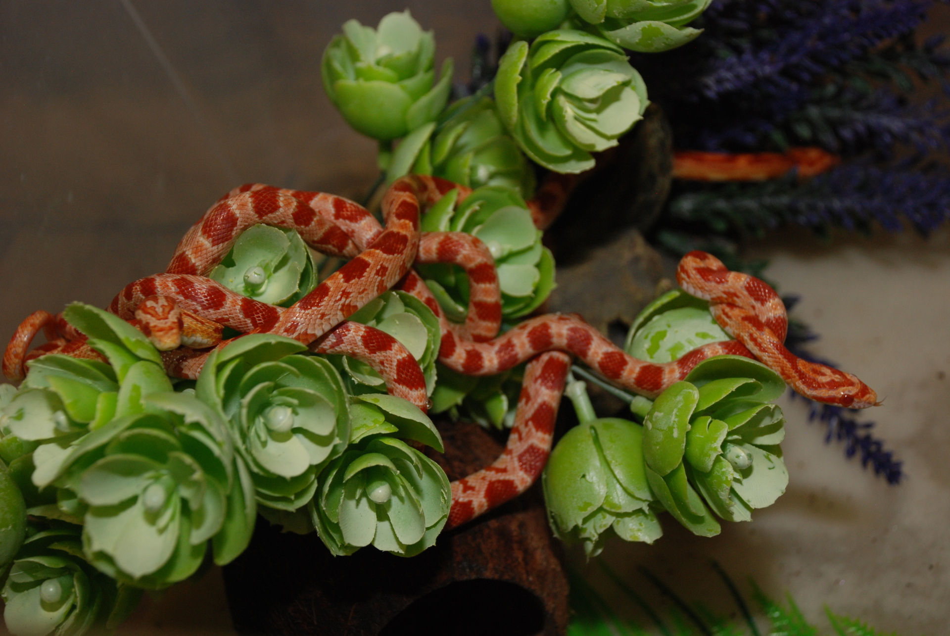 Змея маисовый полоз, ручные полоза 30-40 см