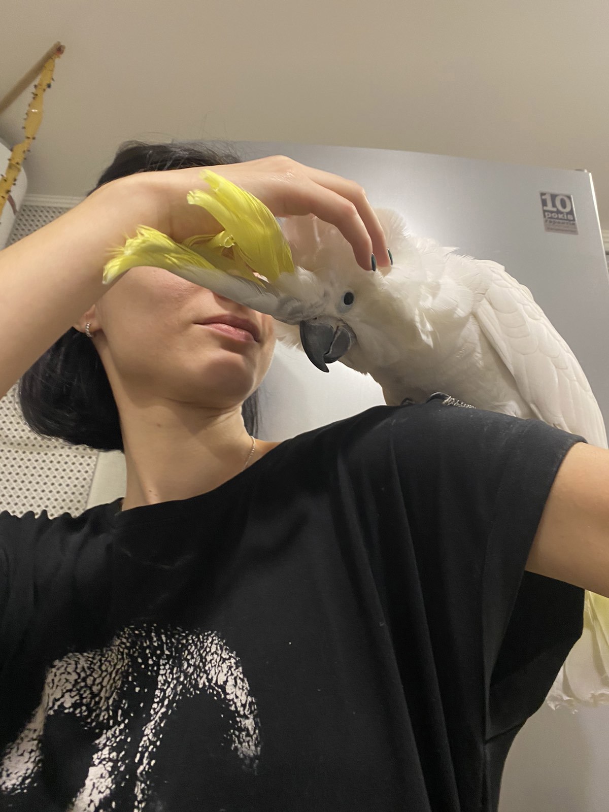 Ручной говорящий попугай какаду с желтым хохолком