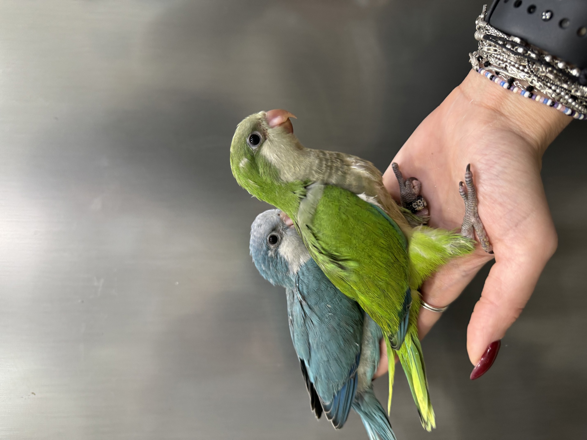 попугай Калита монах квакер - ручные птенцы выкормыши разные окрасы