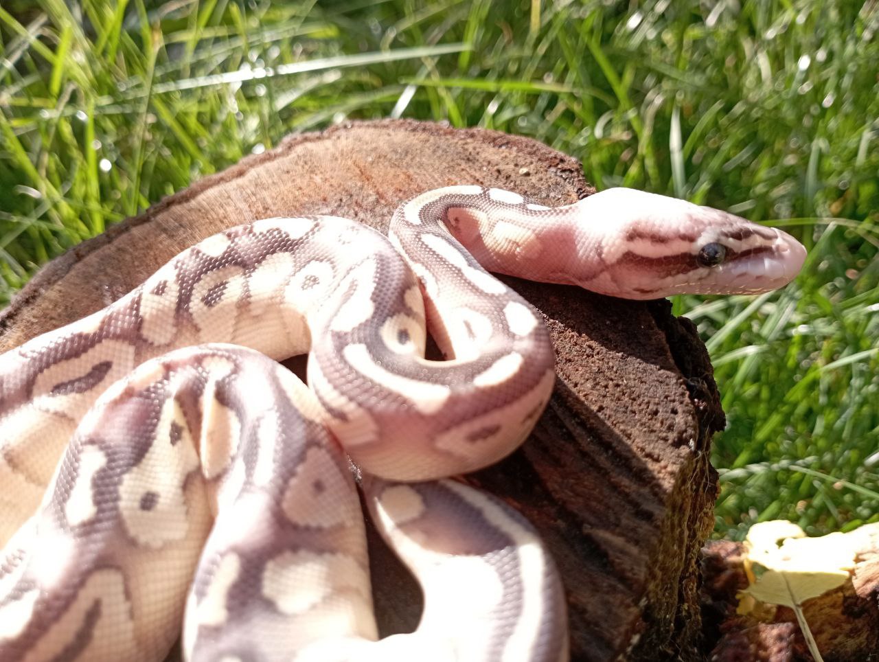 Пітон королівський. Регіус. Самка BAMBOO FIREFLY LESSER