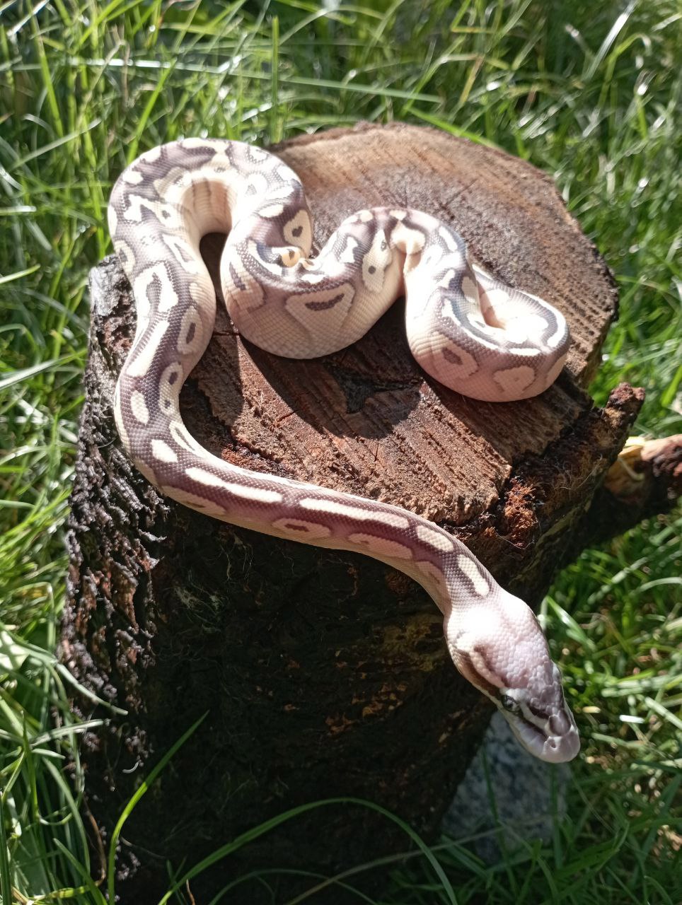 Пітон королівський. Регіус. Самка BAMBOO FIREFLY LESSER