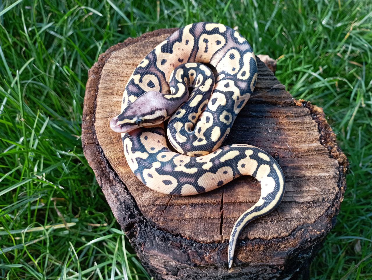 Самка королівського пітона. Python regius. FIREFLY LESSER